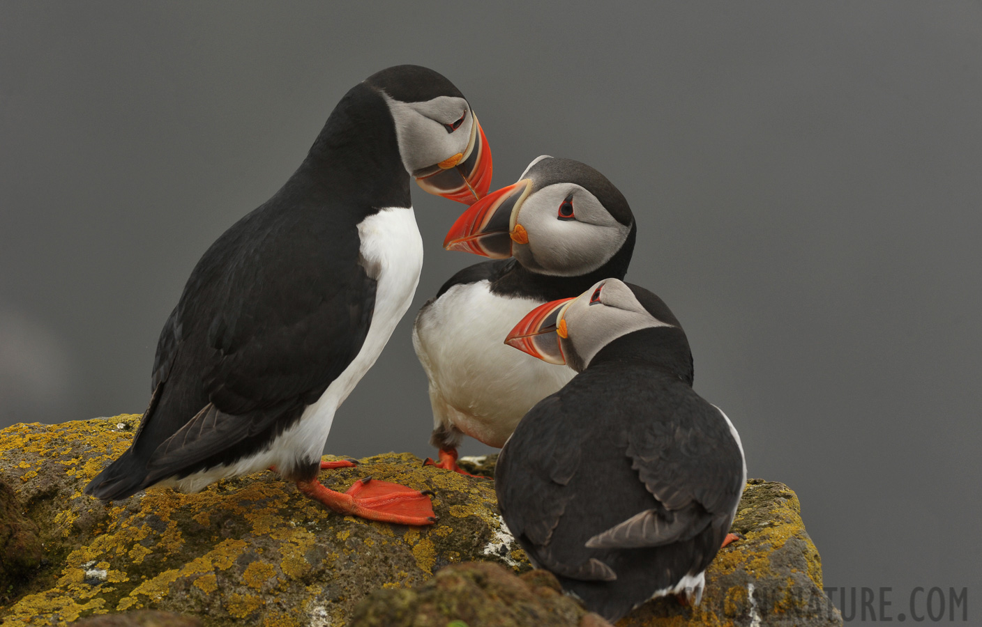 Fratercula arctica naumanii [280 mm, 1/500 sec at f / 10, ISO 800]